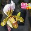 モッコウバラの花言葉 誕プレ