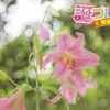 メリッサの花言葉 誕プレ