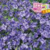 メリッサの花言葉 誕プレ