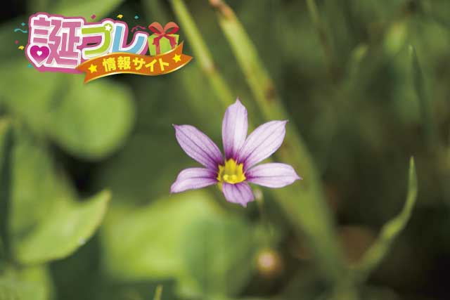 ニワゼキショウの花の画像