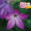 榛 ハシバミ の花言葉 誕プレ