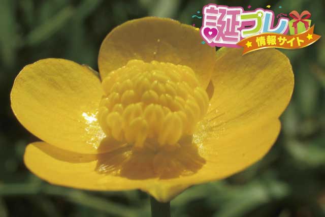 キンポウゲの花の画像