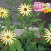 モッコウバラの花言葉 誕プレ