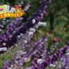 パセリの花言葉は怖すぎる言葉 誕プレ