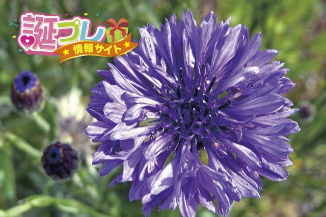 ヤグルマギクの花言葉 誕プレ