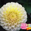 プラタナスの花言葉は才能を褒める言葉 誕プレ