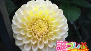 ダリアの花言葉の中には使ってはいけない花言葉あり 誕プレ