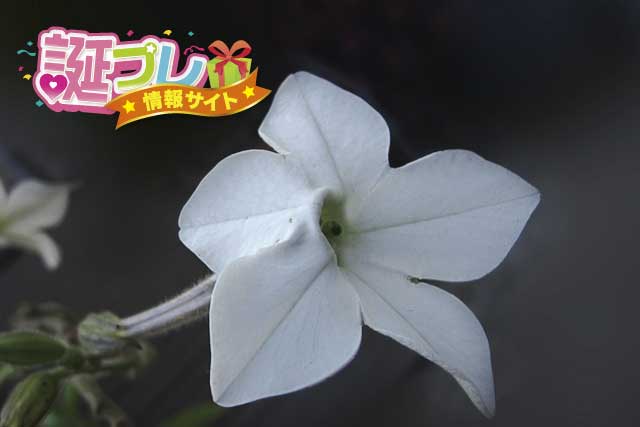 ニコチアナの花の画像