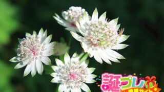 モッコウバラの花言葉は初恋の人に贈ると良い言葉 誕プレ