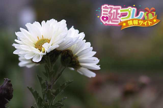 菊の花の画像