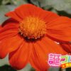 ヒナゲシの花言葉 誕プレ