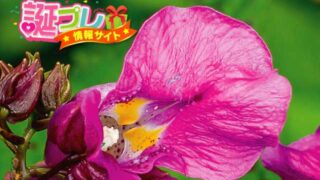 ツリフネソウの花言葉は誤解を招く言葉 誕プレ