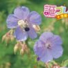 野菊の花言葉 誕プレ