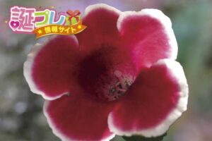 グロキシニアの花の画像
