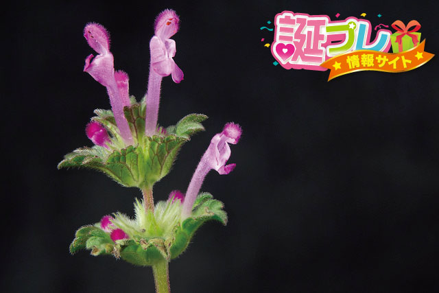 ホトケノザの花の画像