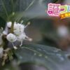 ユズリハの花言葉 誕プレ