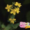 豚草 ブタクサ の花言葉 誕プレ