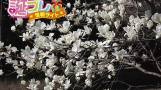 人との情のつながりを表した意味が多くあるこぶしの花言葉 誕プレ