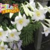 メロンの花言葉は富裕層向けの言葉 誕プレ