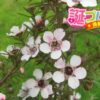 プラタナスの花言葉は才能を褒める言葉 誕プレ