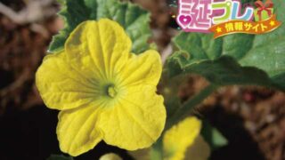 メロンの花言葉は富裕層向けの言葉 誕プレ