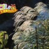 パセリの花言葉は怖すぎる言葉 誕プレ