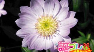 都忘れの花言葉は別れを惜しむ言葉 誕プレ