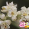 棗 ナツメ の花言葉 誕プレ