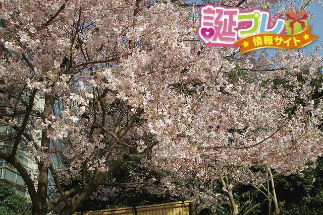 彼岸桜の花言葉 誕プレ