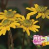 野菊の花言葉 誕プレ