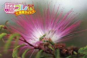 ネムノキの花の画像