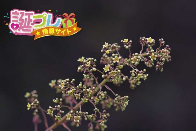 スモークツリーの花の画像