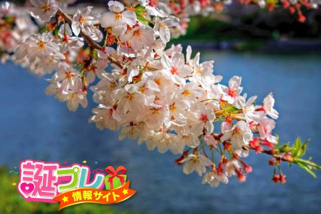 ソメイヨシノの花の画像