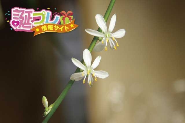 オリヅルランの花の画像