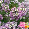 棗 ナツメ の花言葉 誕プレ