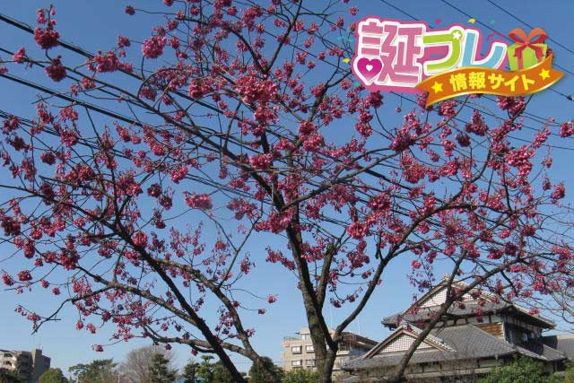 緋寒桜の画像
