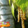 パセリの花言葉は怖すぎる言葉 誕プレ