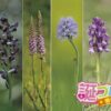 ラズベリーの花言葉 誕プレ