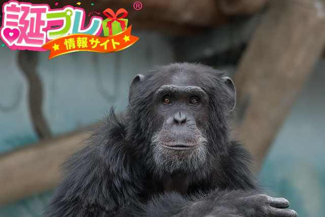 天王寺動物園のチンパンジ－